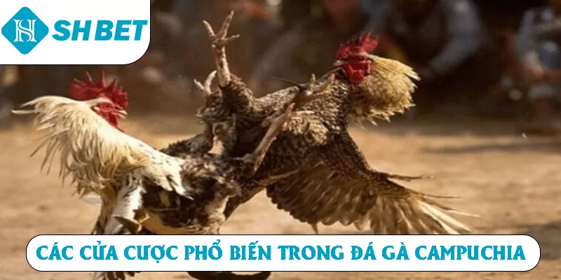 Các cửa cược phổ biến trong đá gà Campuchia