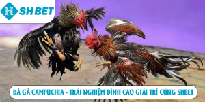 Đá gà campuchia trải nghiệm đỉnh cao giải trí cùng shbet