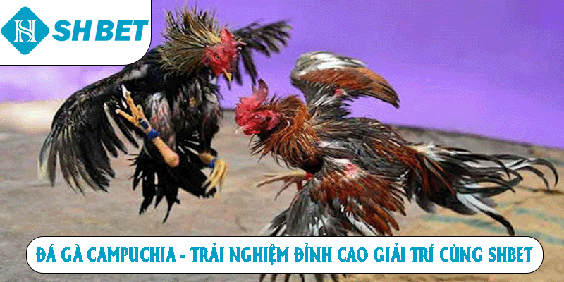 Đá gà campuchia trải nghiệm đỉnh cao giải trí cùng shbet