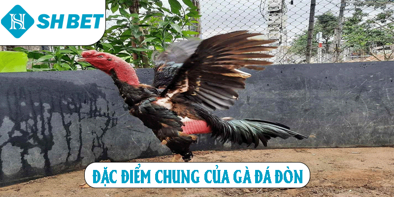 Đặc điểm chung của gà đá đòn