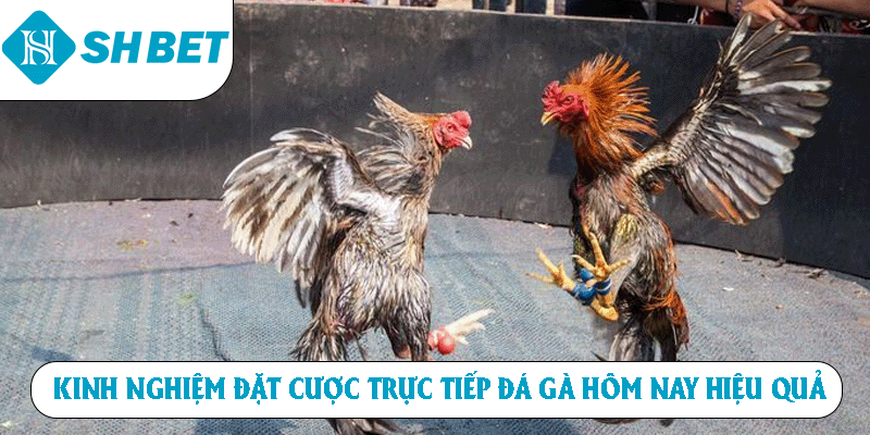 Kinh nghiệm đặt cược trực tiếp đá gà hôm nay hiệu quả
