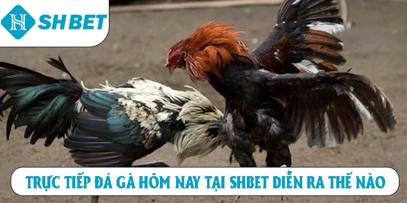 ảnh đại diện trực tiếp đá gà hôm nay