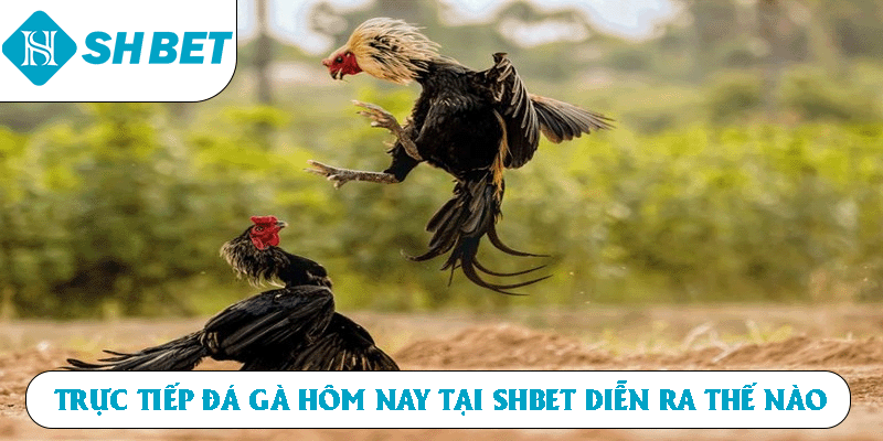 Trực tiếp đá gà hôm nay tại SHBET diễn ra thế nào